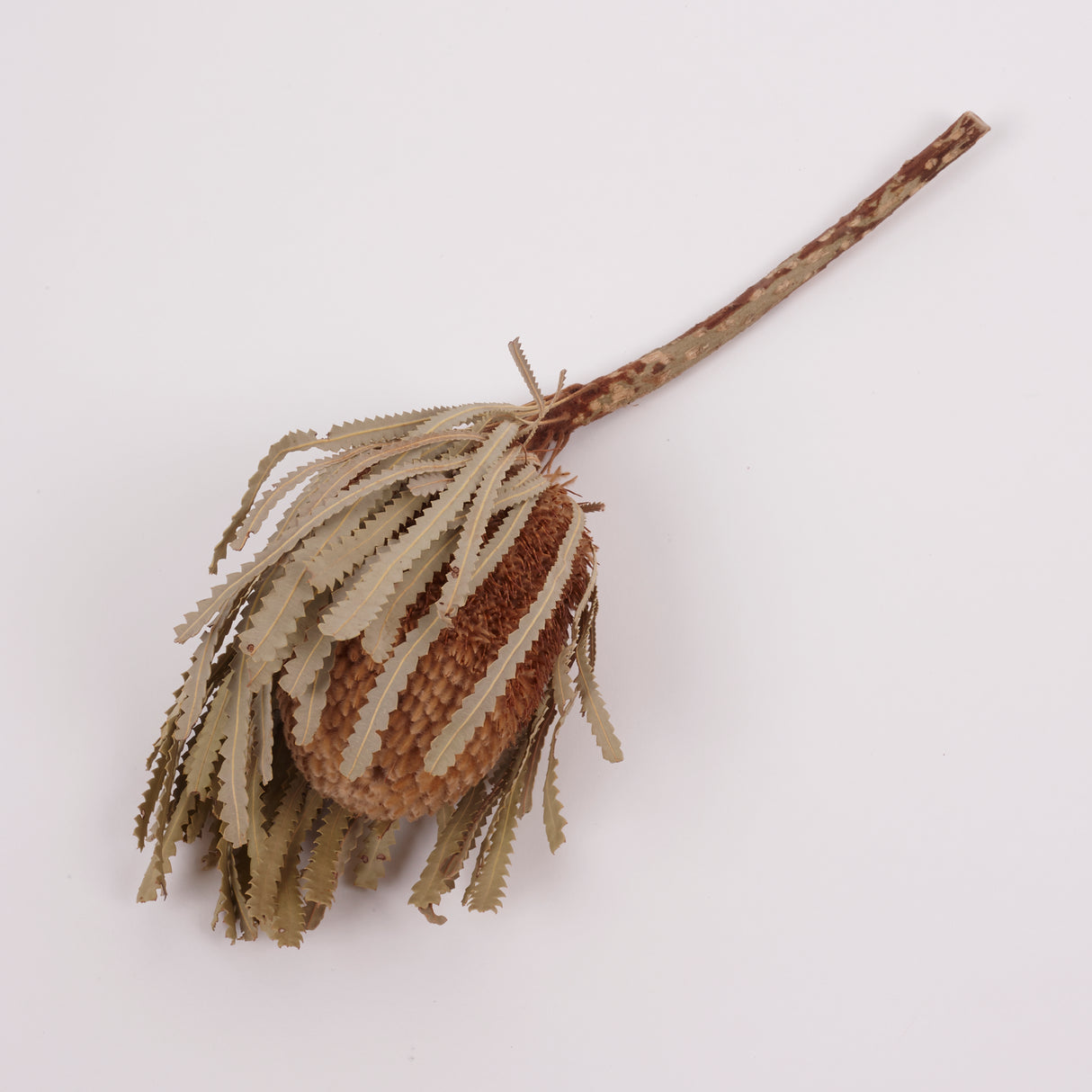 Banksia Hookerana, Dried, Extra, Natural, per stem