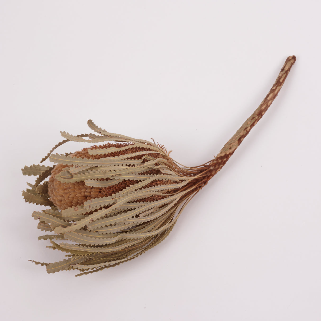 Banksia Hookerana, Dried, Extra, Natural, per stem