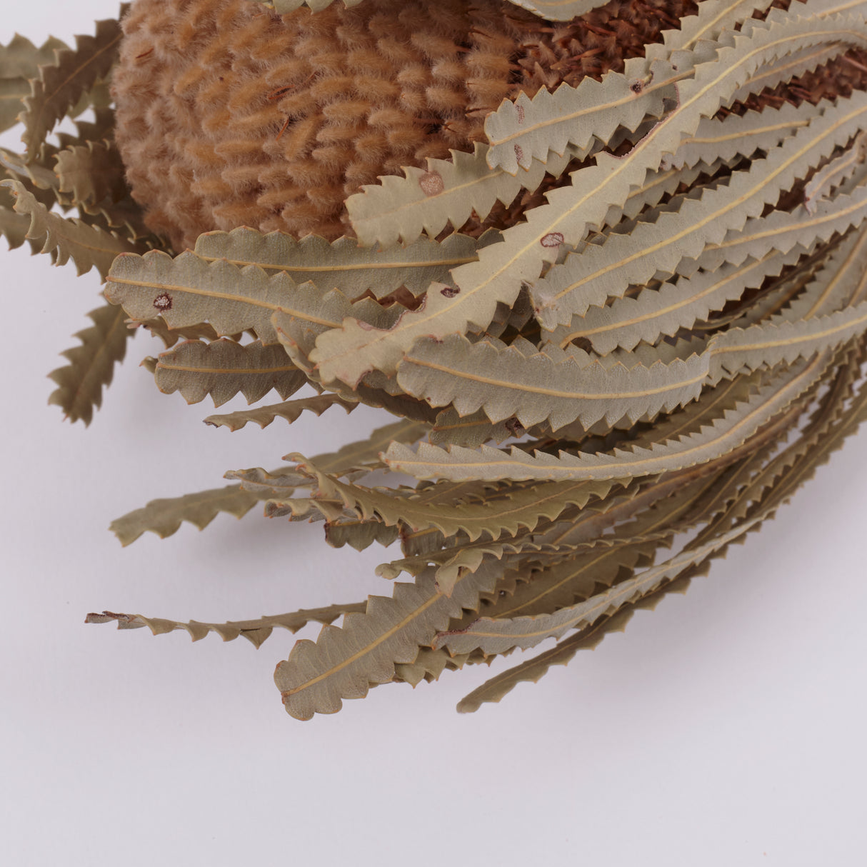 Banksia Hookerana, Dried, Extra, Natural, per stem