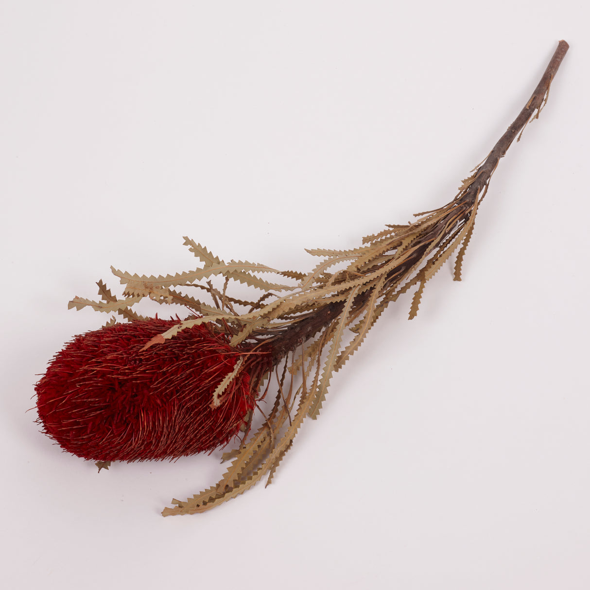 Banksia Hookerana, Dried, Extra, Xmas Red, Per Stem