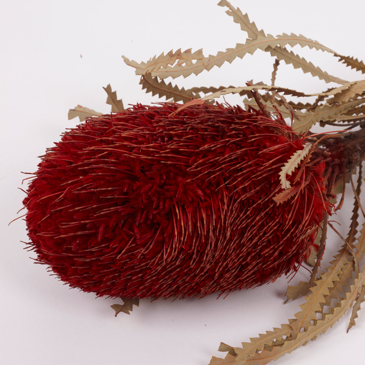 Banksia Hookerana, Dried, Extra, Xmas Red, Per Stem