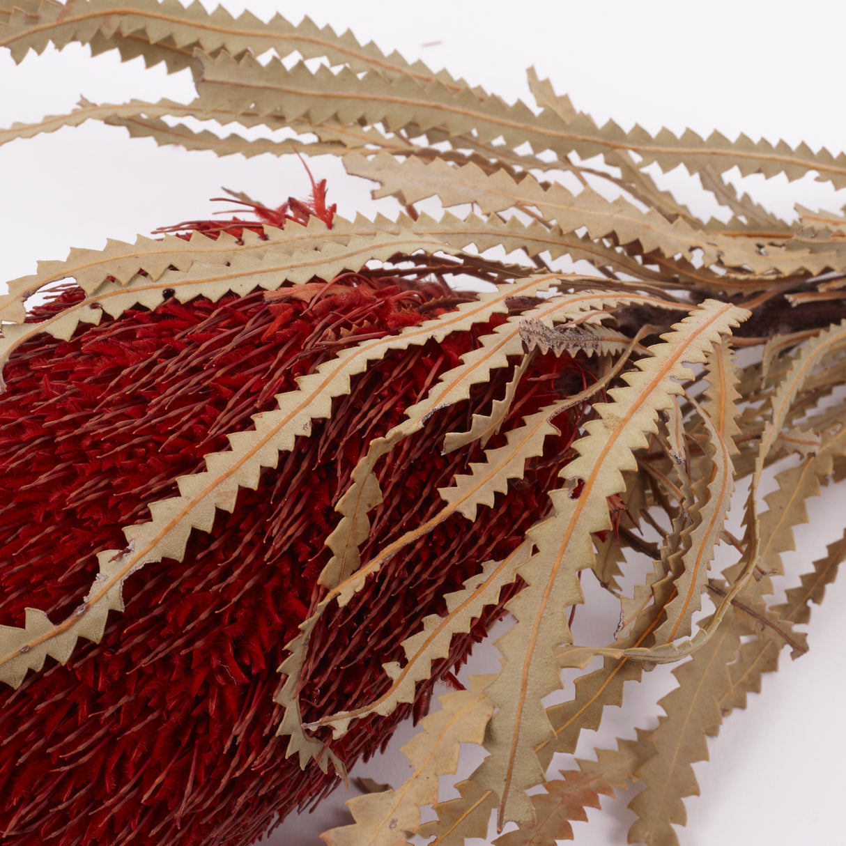 Banksia Hookerana, Dried, Extra, Xmas Red, Per Stem