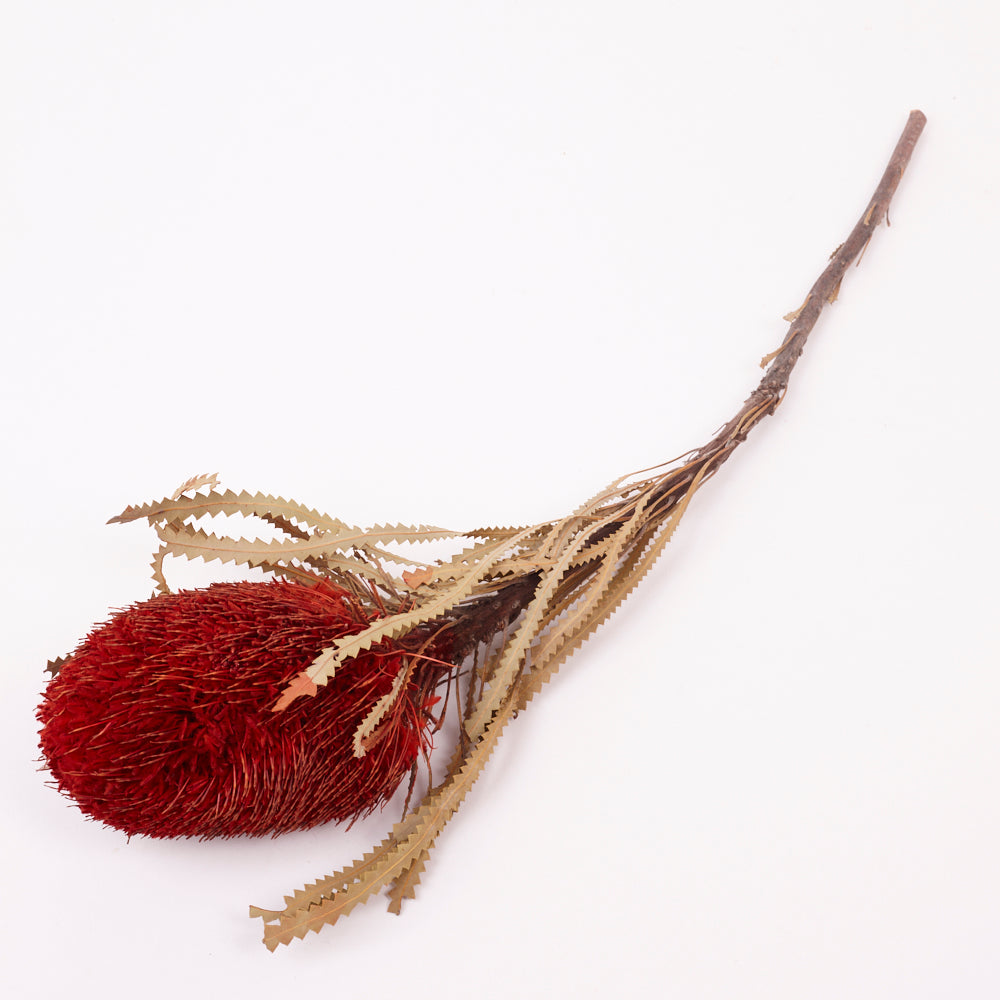 Banksia Hookerana, Dried, Extra, Xmas Red, Per Stem