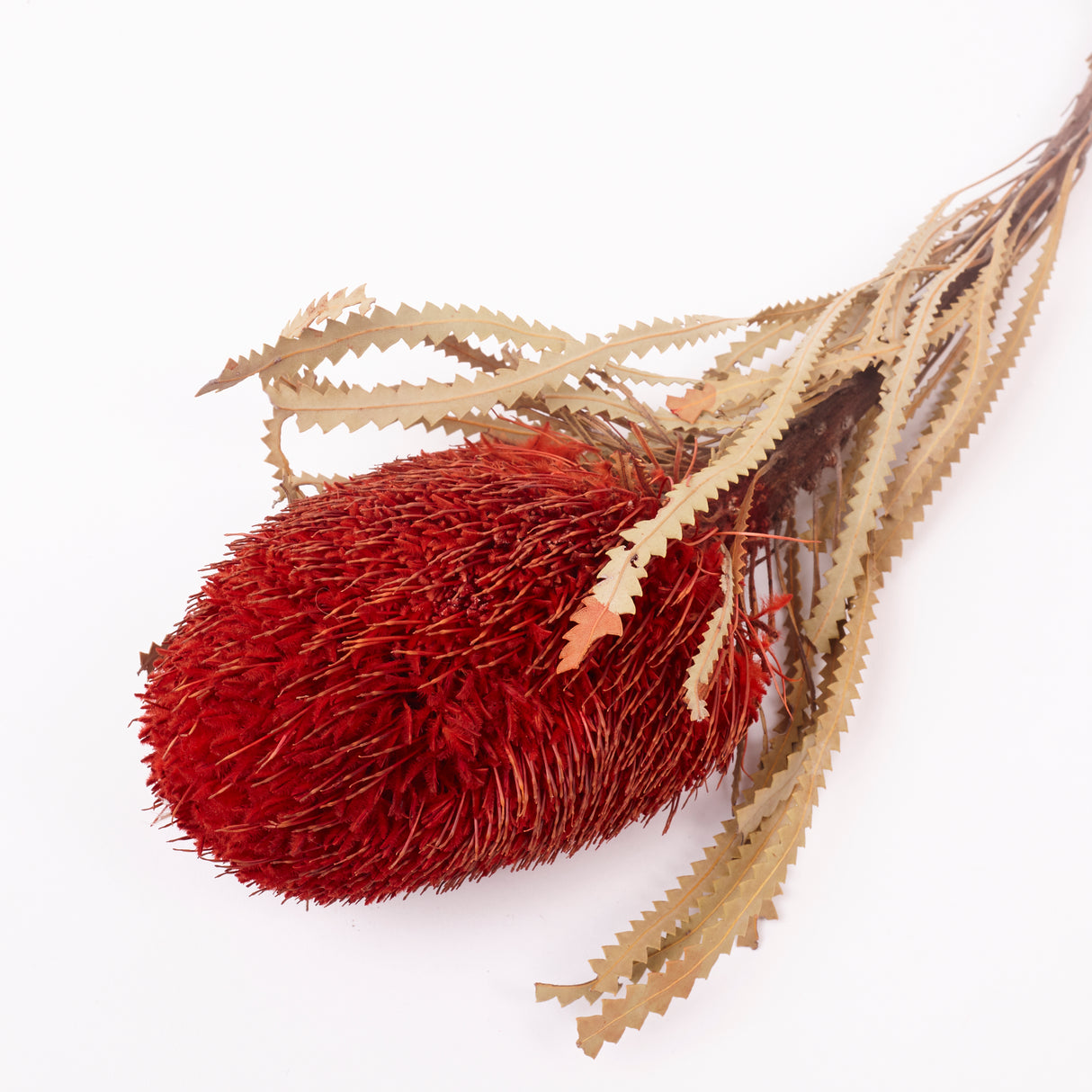 Banksia Hookerana, Dried, Extra, Xmas Red, Per Stem