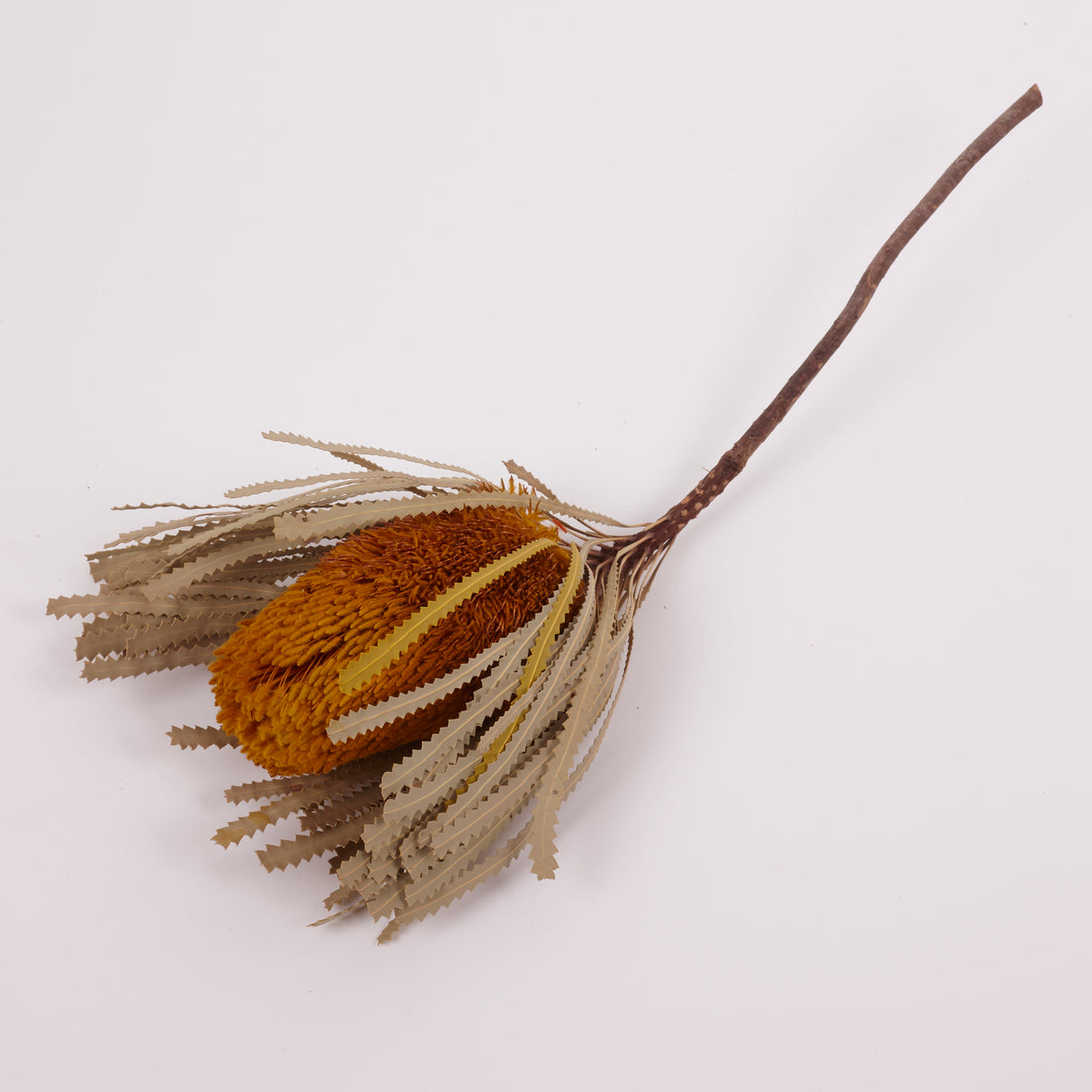 Banksia Hookerana, Dried, Extra, Yellow, Per Stem