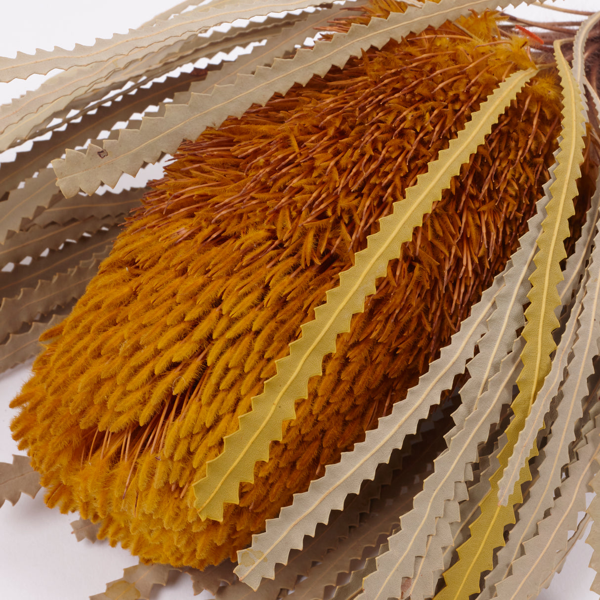 Banksia Hookerana, Dried, Extra, Yellow, Per Stem