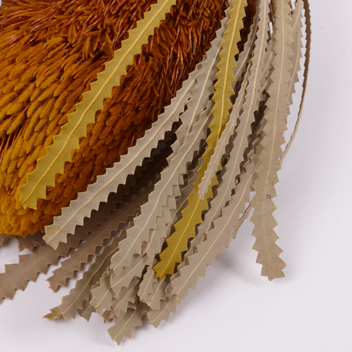 Banksia Hookerana, Dried, Extra, Yellow, Per Stem