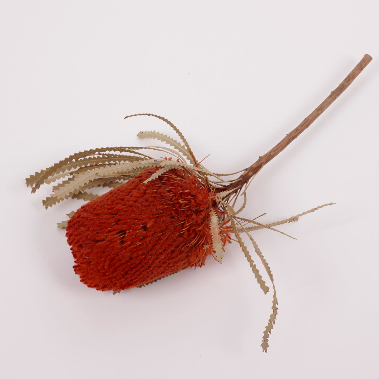 Banksia Hookerana, Dried, Extra, Orange, Per Stem