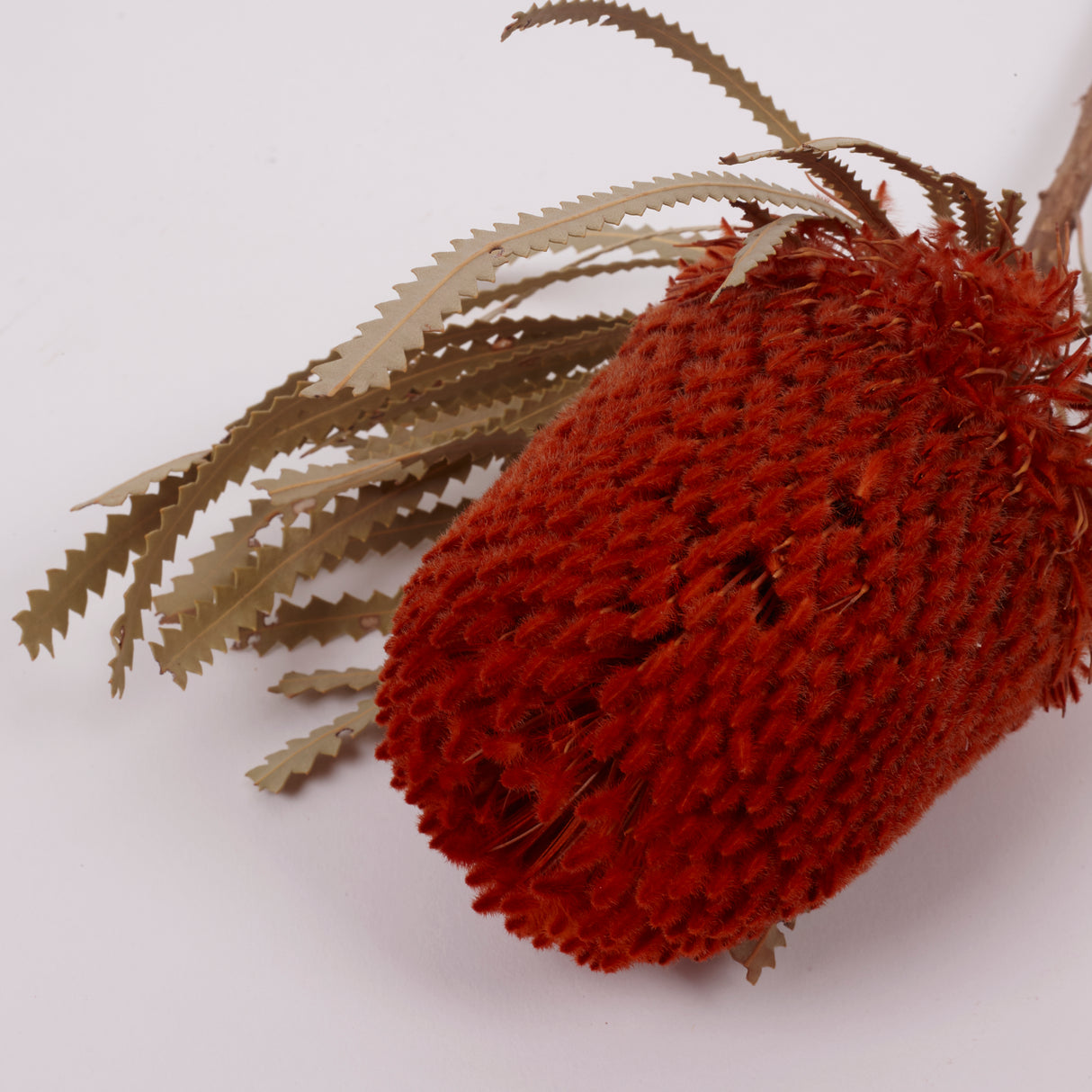 Banksia Hookerana, Dried, Extra, Orange, Per Stem