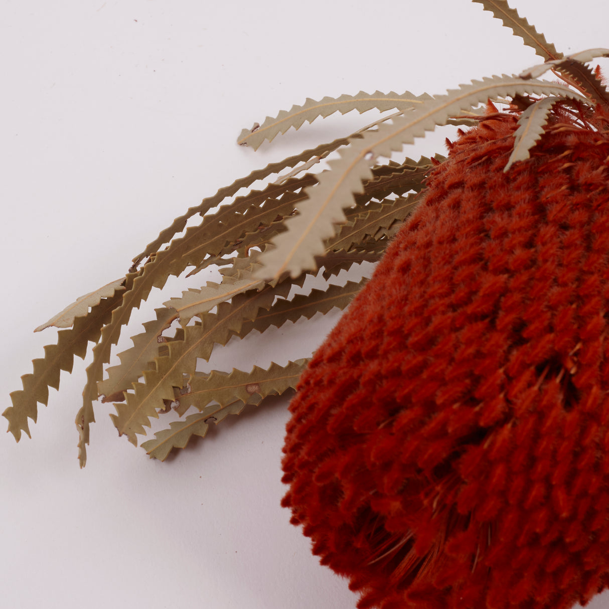 Banksia Hookerana, Dried, Extra, Orange, Per Stem