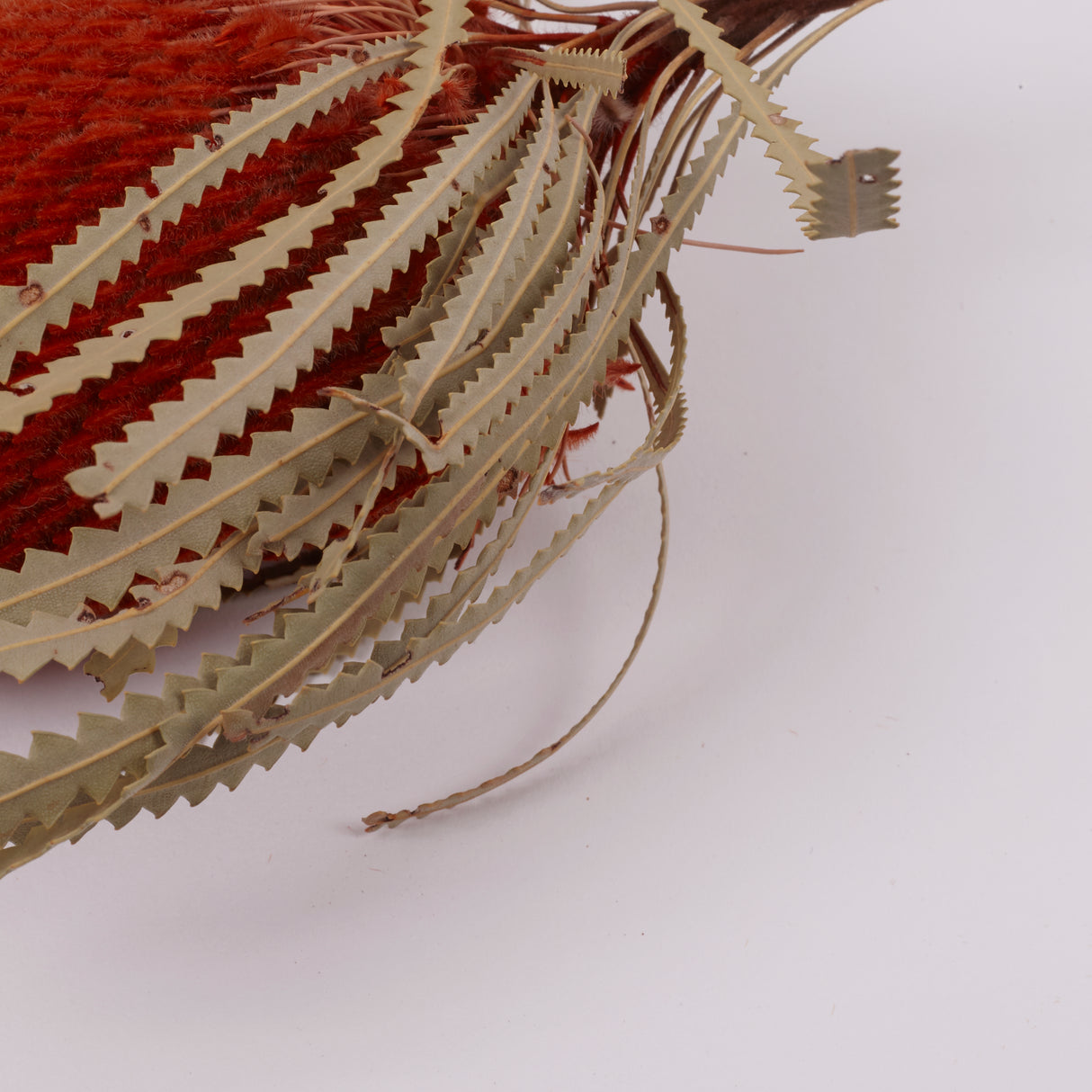 Banksia Hookerana, Dried, Extra, Orange, Per Stem