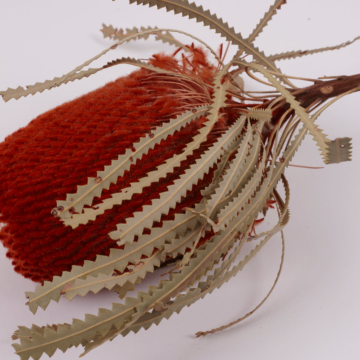 Banksia Hookerana, Dried, Extra, Orange, Per Stem