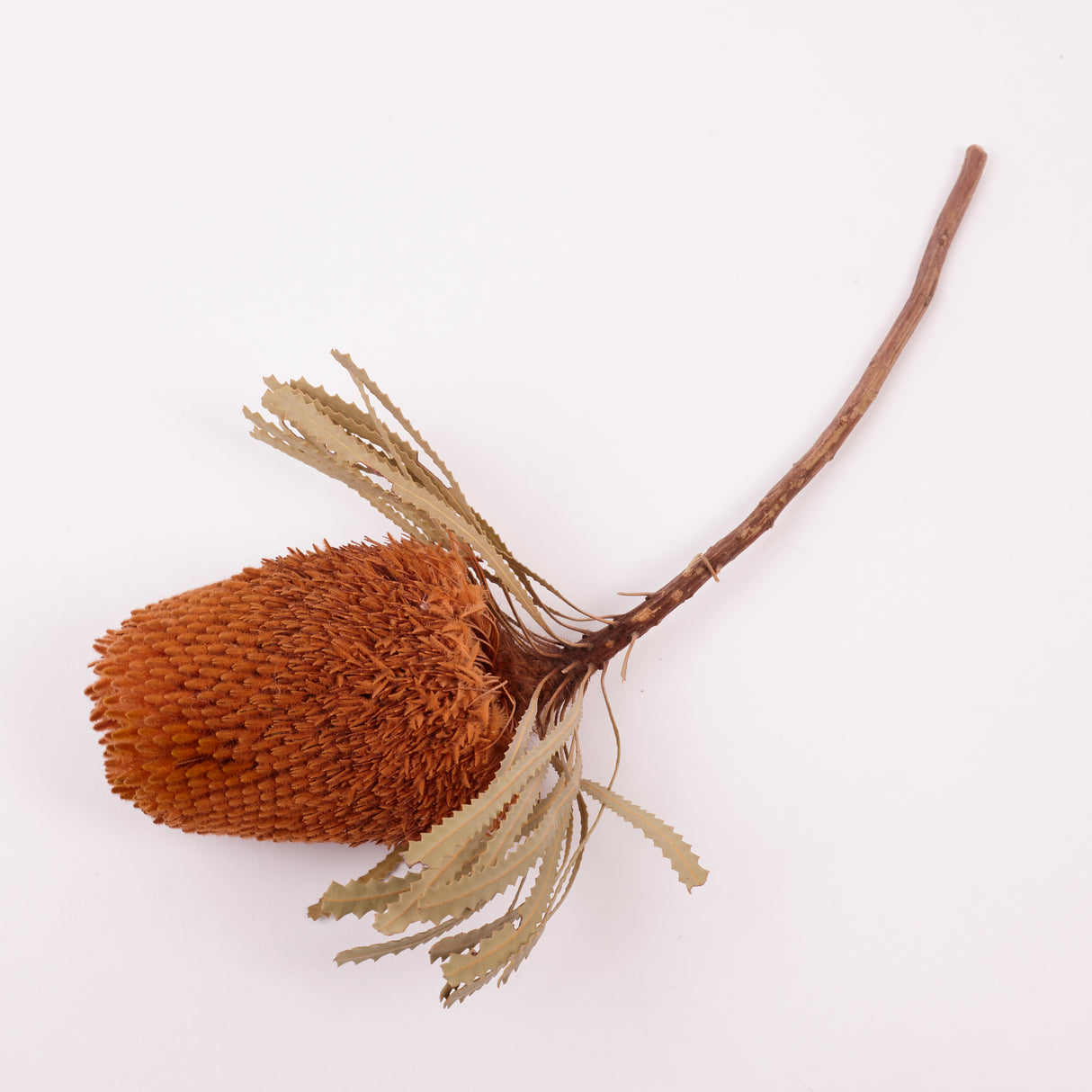 Banksia Hookerana, Dried, Extra, Apricot, Per Stem