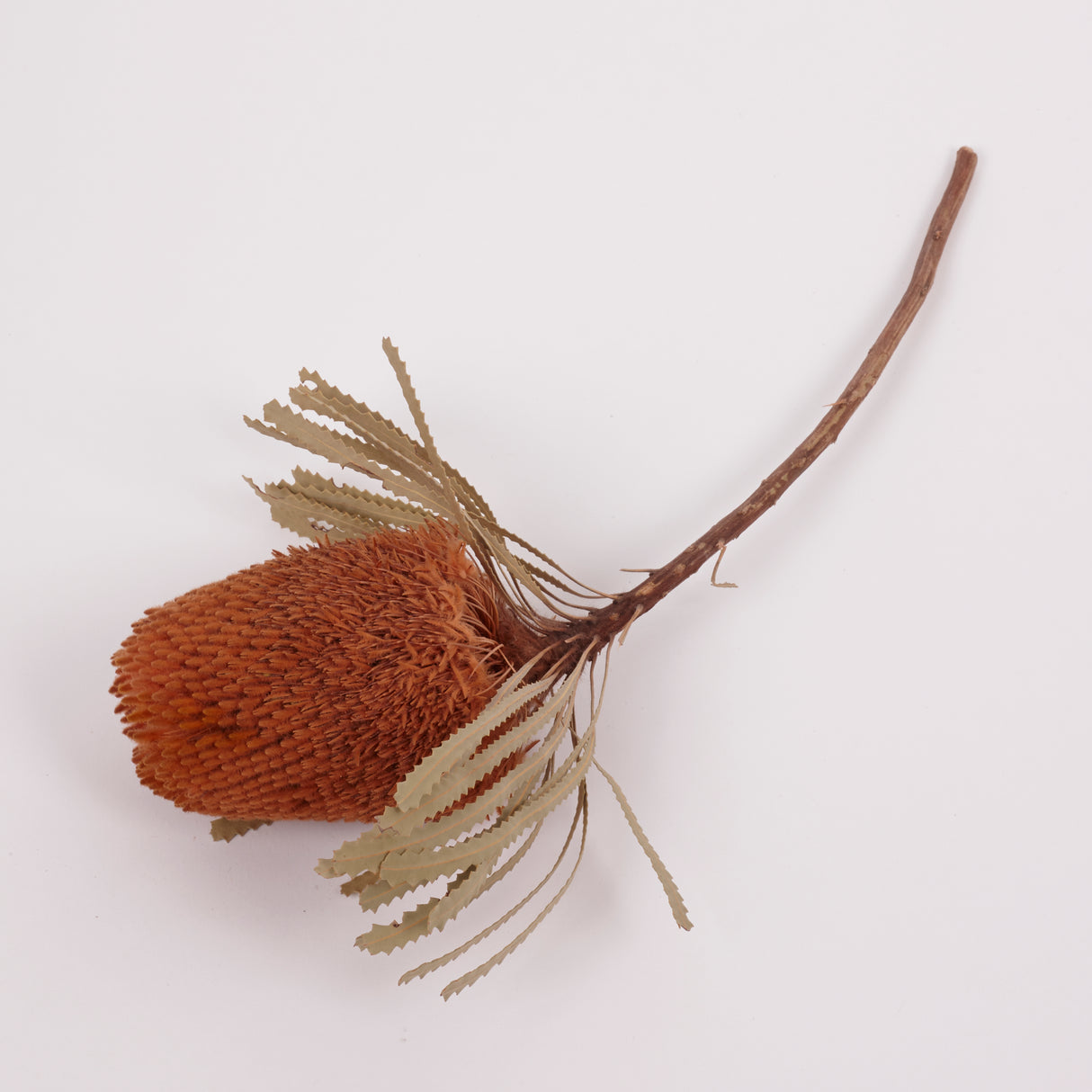 Banksia Hookerana, Dried, Extra, Apricot, Per Stem