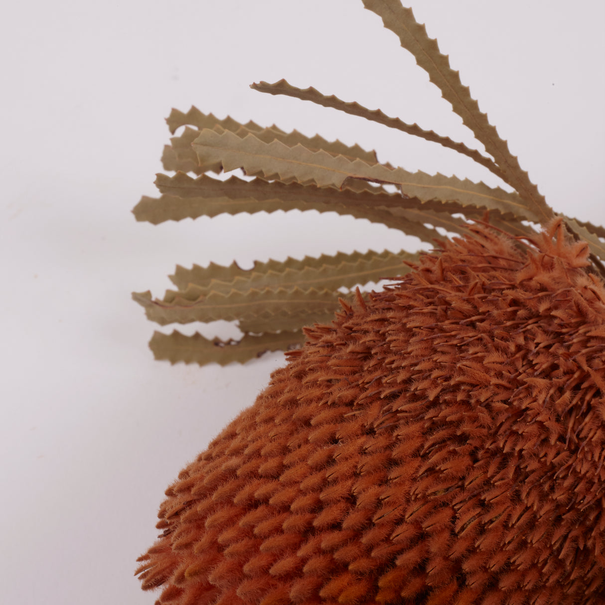 Banksia Hookerana, Dried, Extra, Apricot, Per Stem