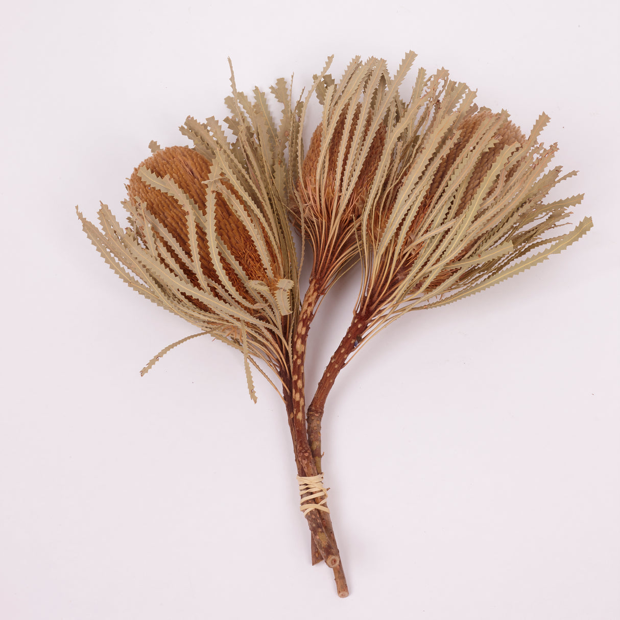 Banksia Hookerana, Dried, Extra, Natural, Bunch x 3 stems