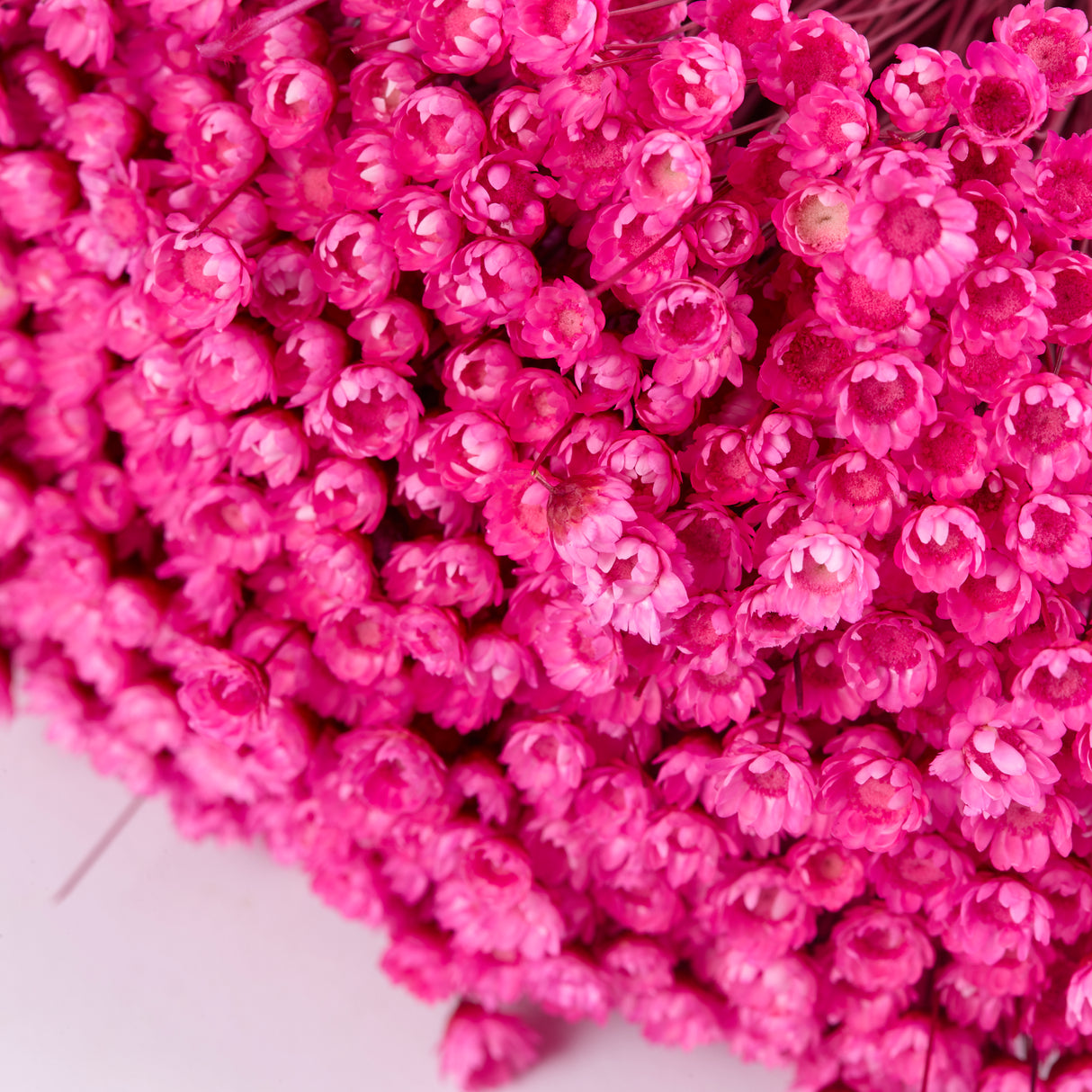 Glixia Flower, Fuchsia Pink, 100g Bunch