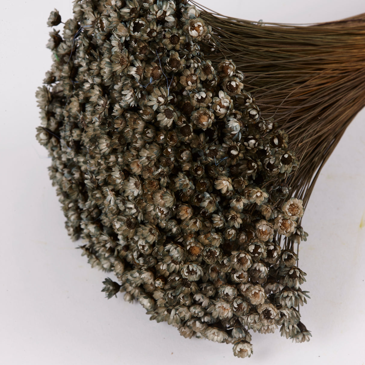 Glixia Flower, Dried, Grey, 100g Bunch