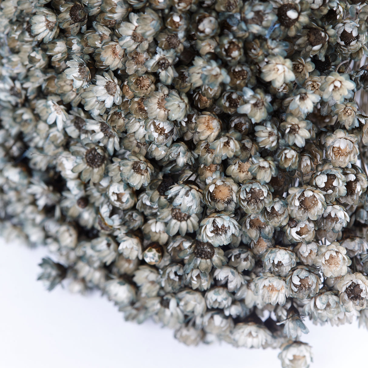 Glixia Flower, Dried, Grey, 100g Bunch