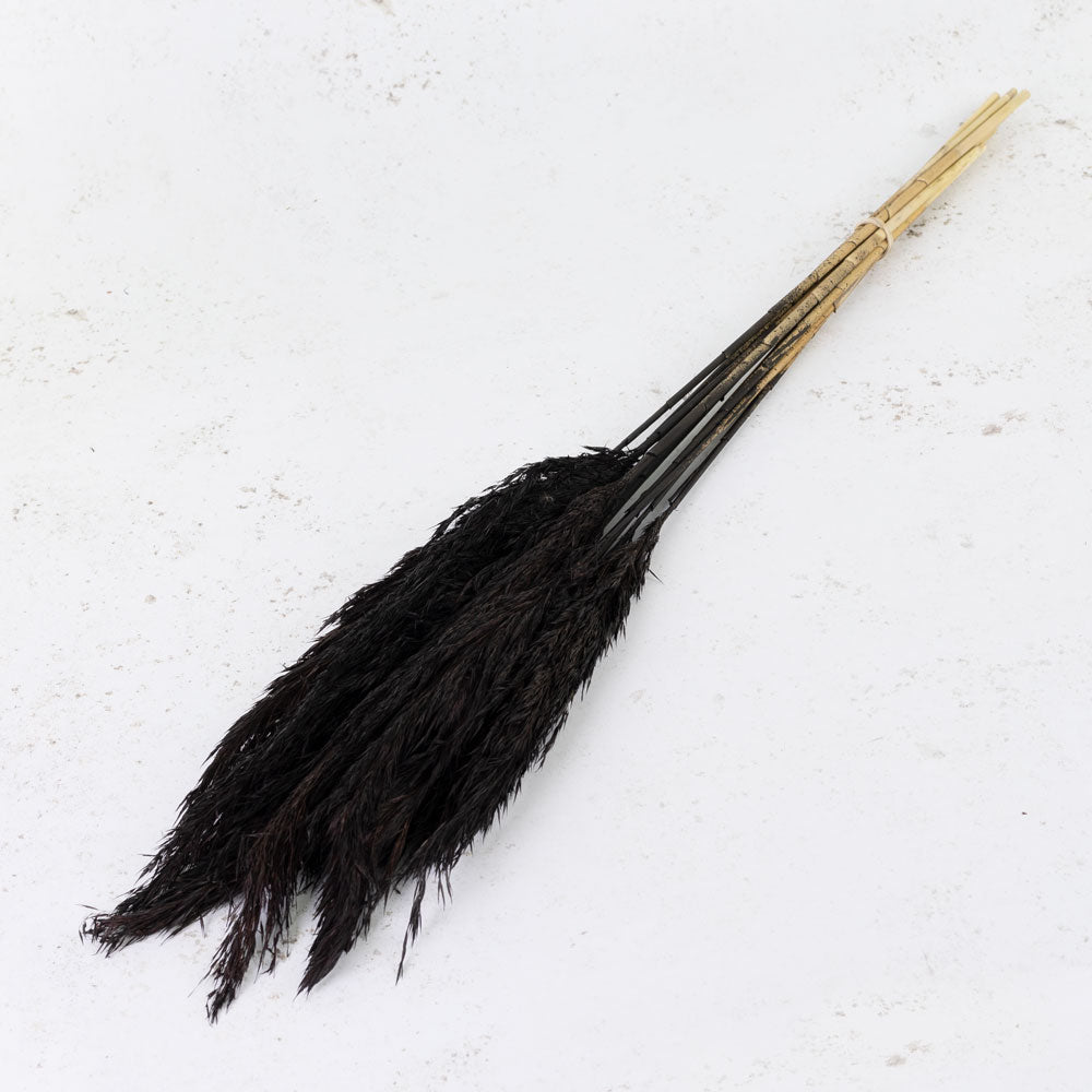 Reed Plume, Wild, Black