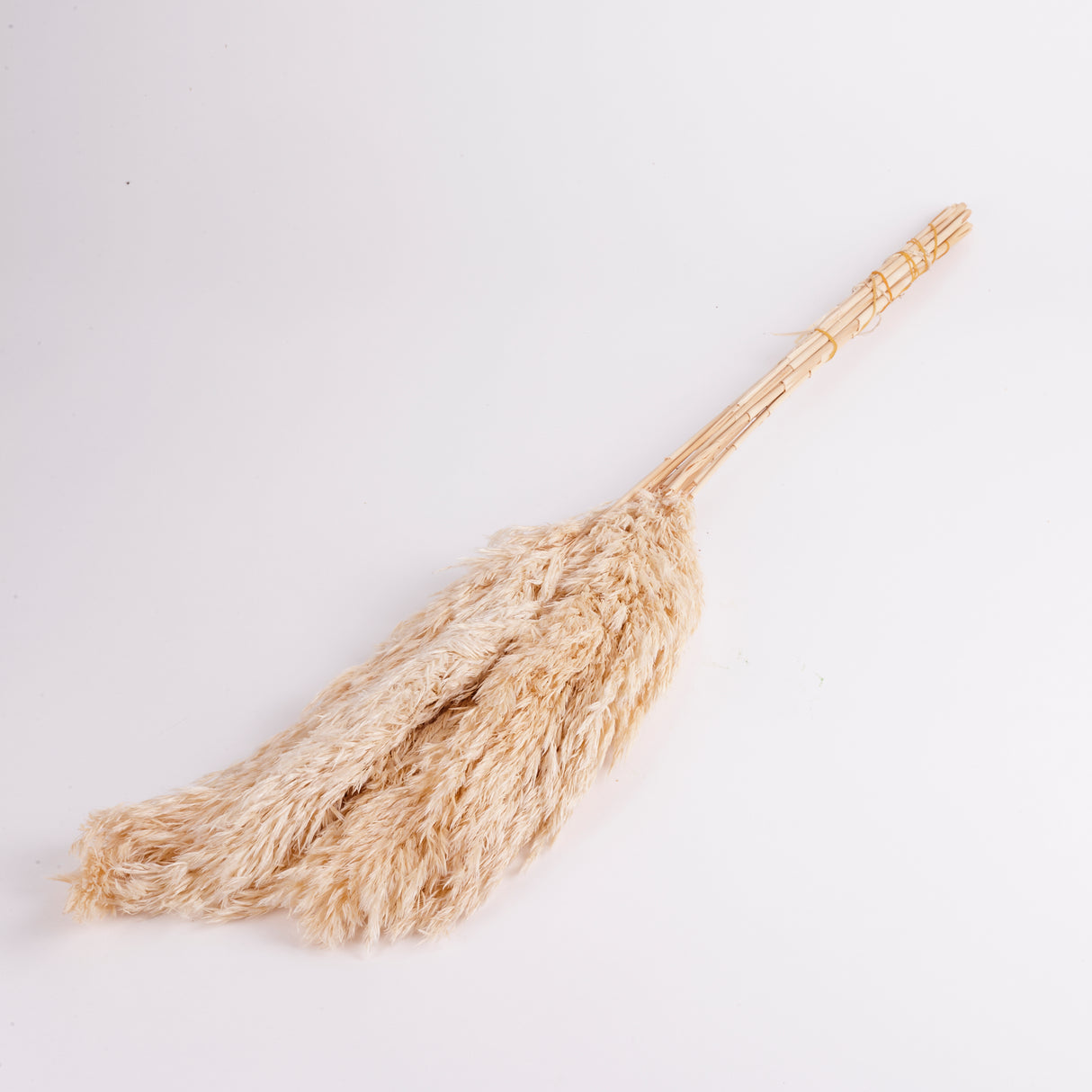 Bunch of Wild Reed Plumes coloured White