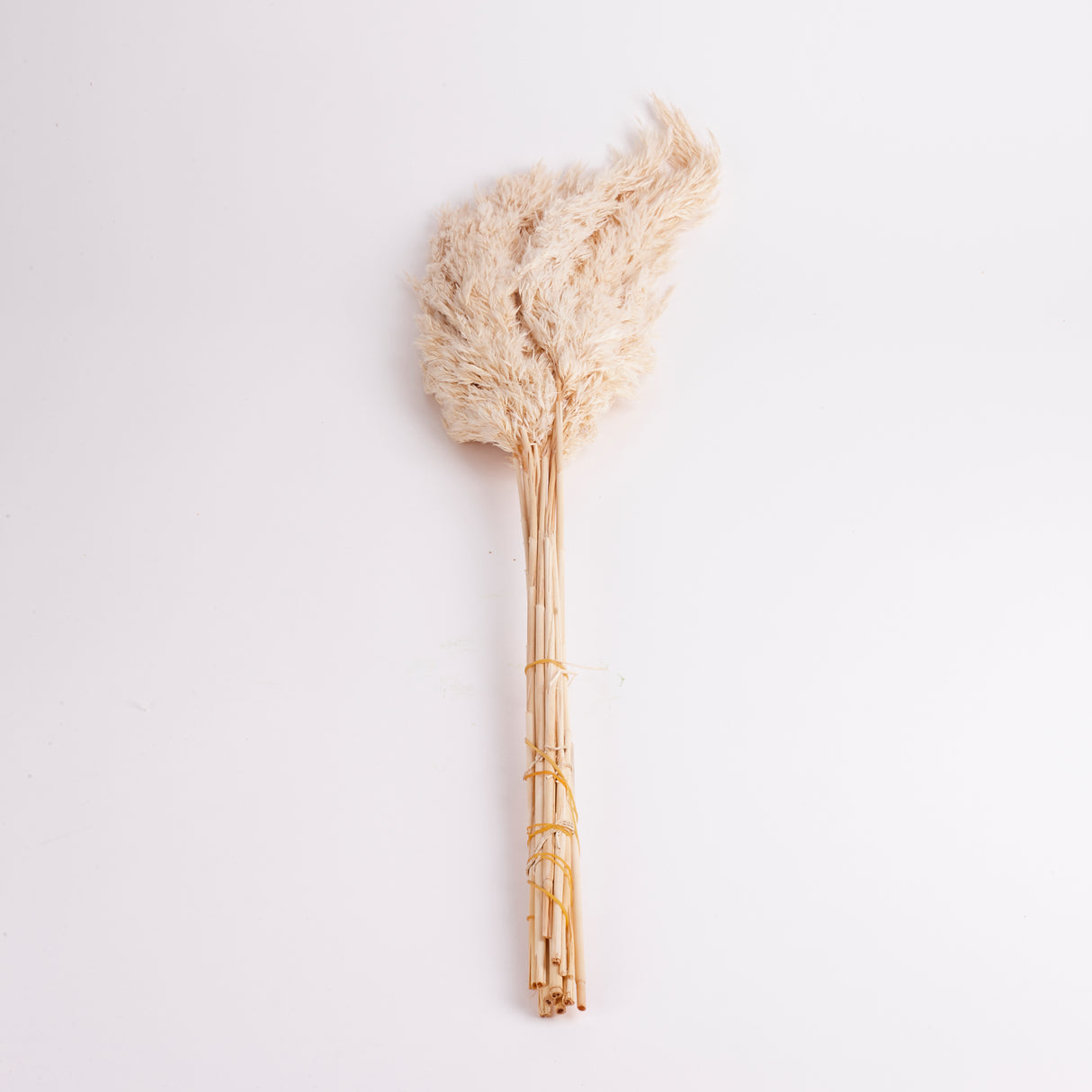 Reed Plume, Wild, Dried, Paperwhite