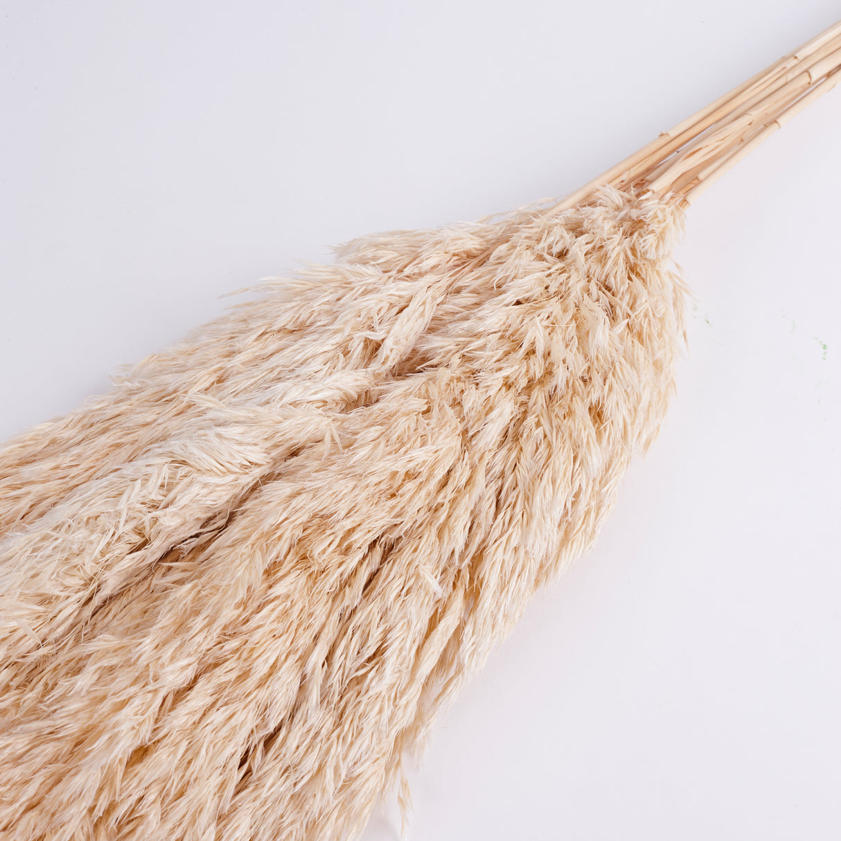 Reed Plume, Wild, Dried, Paperwhite