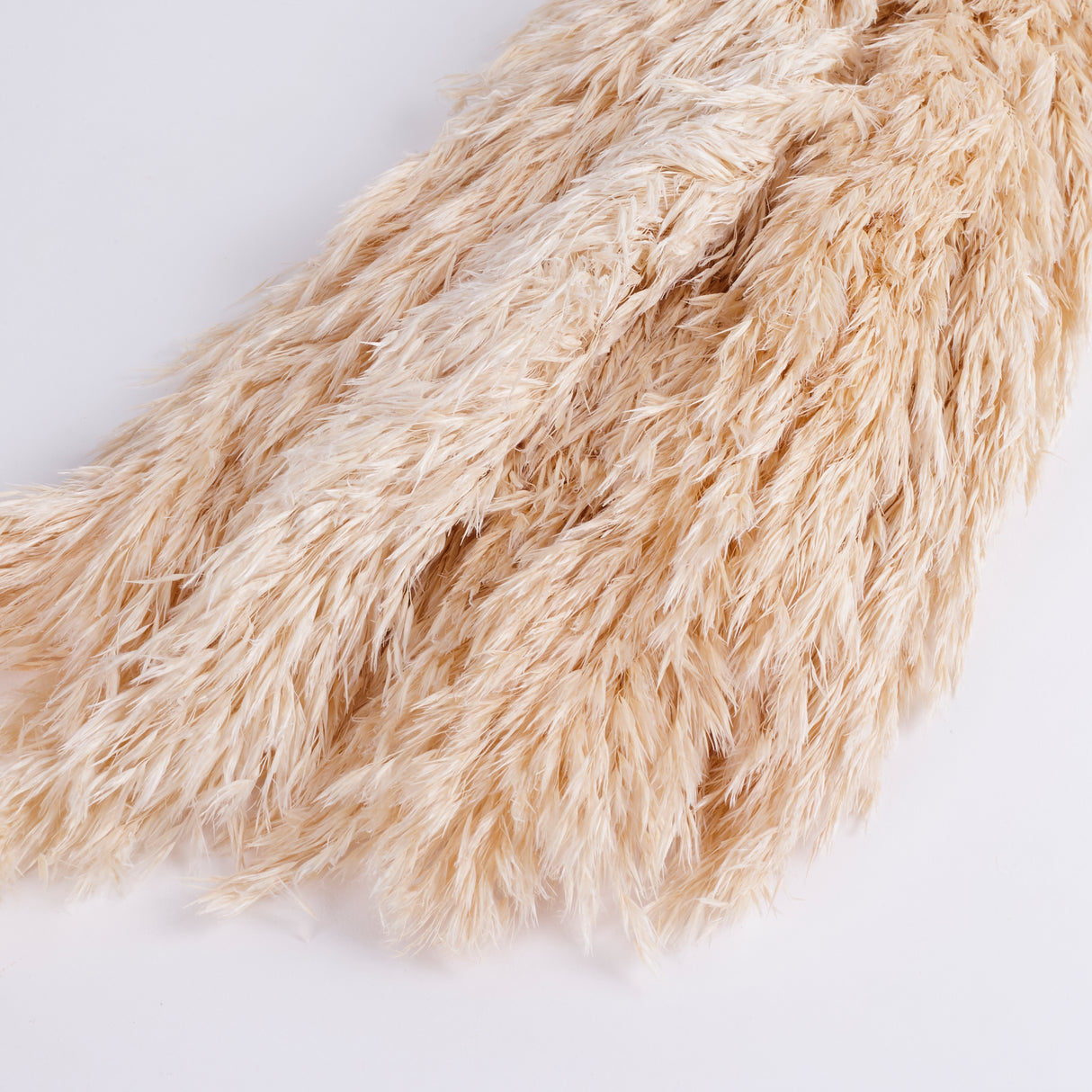 Reed Plume, Wild, Dried, Paperwhite