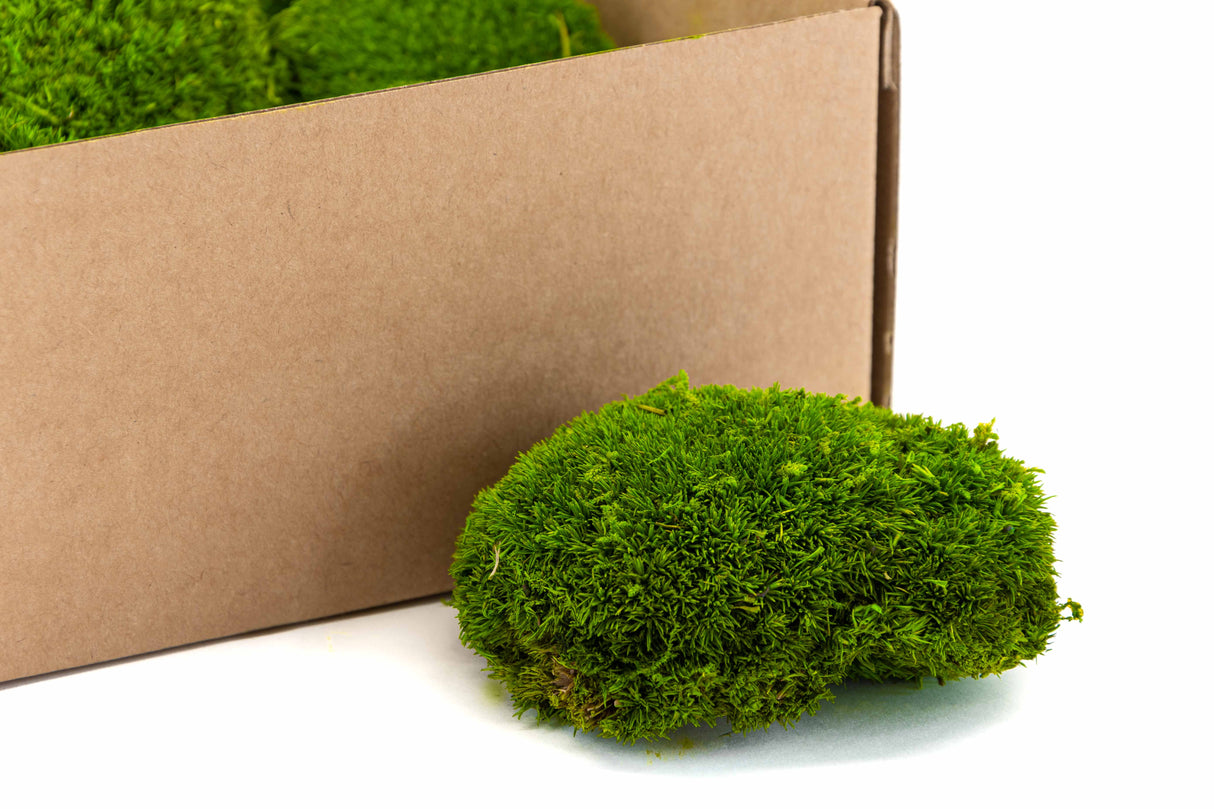 Mini Ball Moss, Preserved, Light Green, coverage 0.16m2