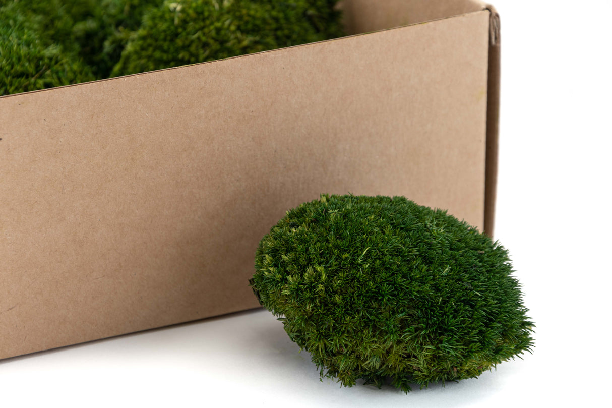 Mini Ball Moss, Preserved, Nature Green, coverage 0.16m2