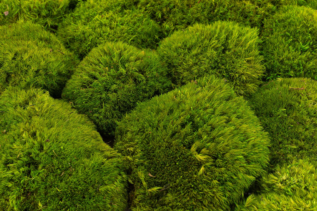 Mood Moss, Preserved, Light Green, coverage 0.8m2