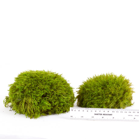 Mood Moss, Preserved, Light Green, coverage 0.8m2