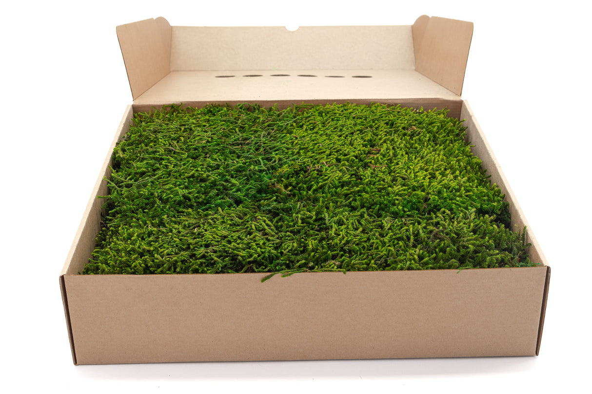 Long Moss, Preserved, Nature Green, coverage 0.33m2