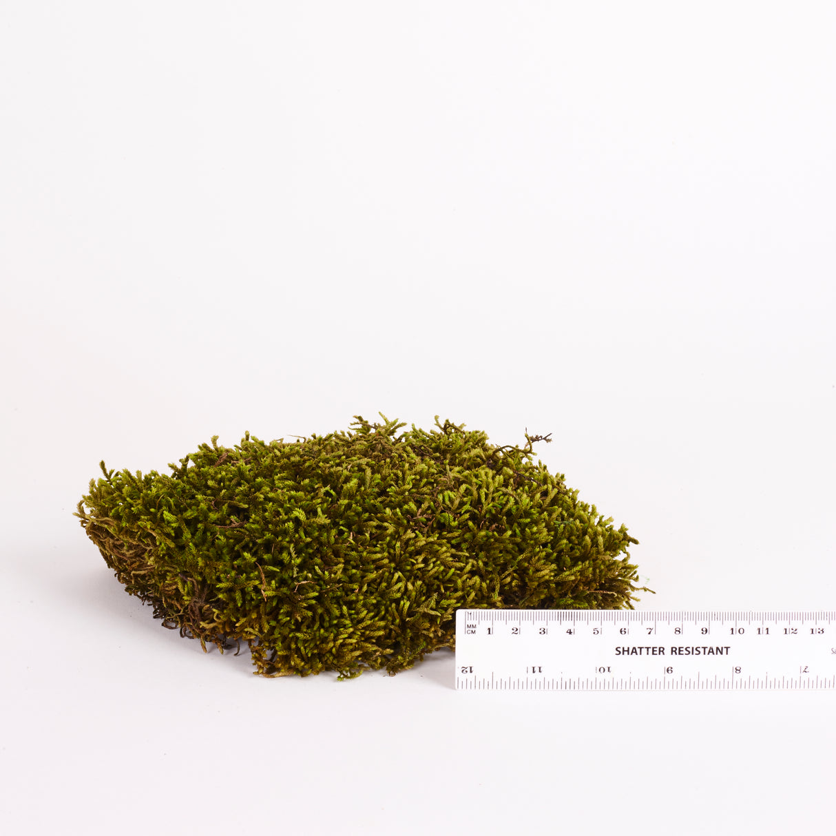 Long Moss, Preserved, Nature Green, coverage 0.33m2