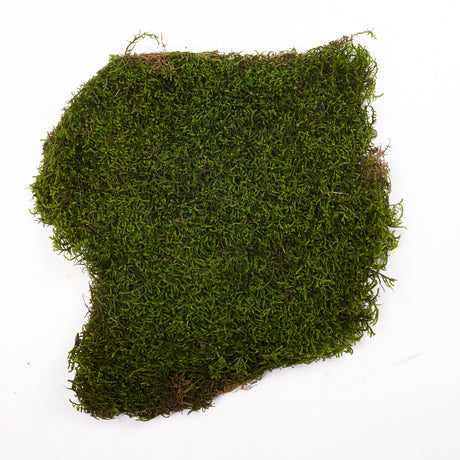 Long Moss, Preserved, Nature Green, coverage 1.5m2