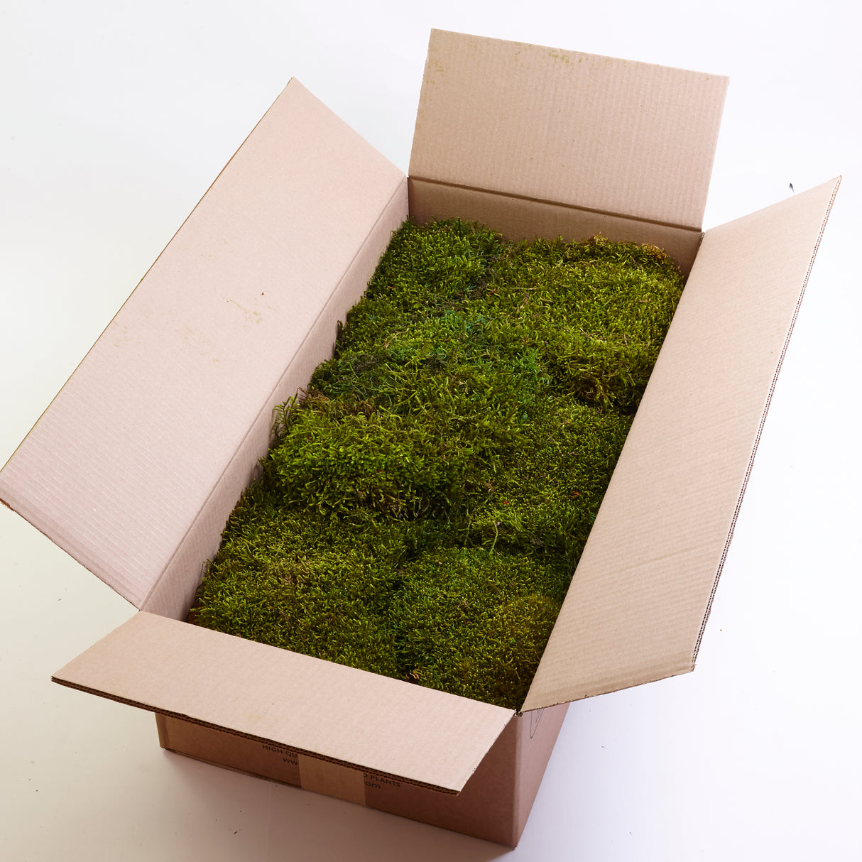 Long Moss, Preserved, Nature Green, coverage 1.5m2