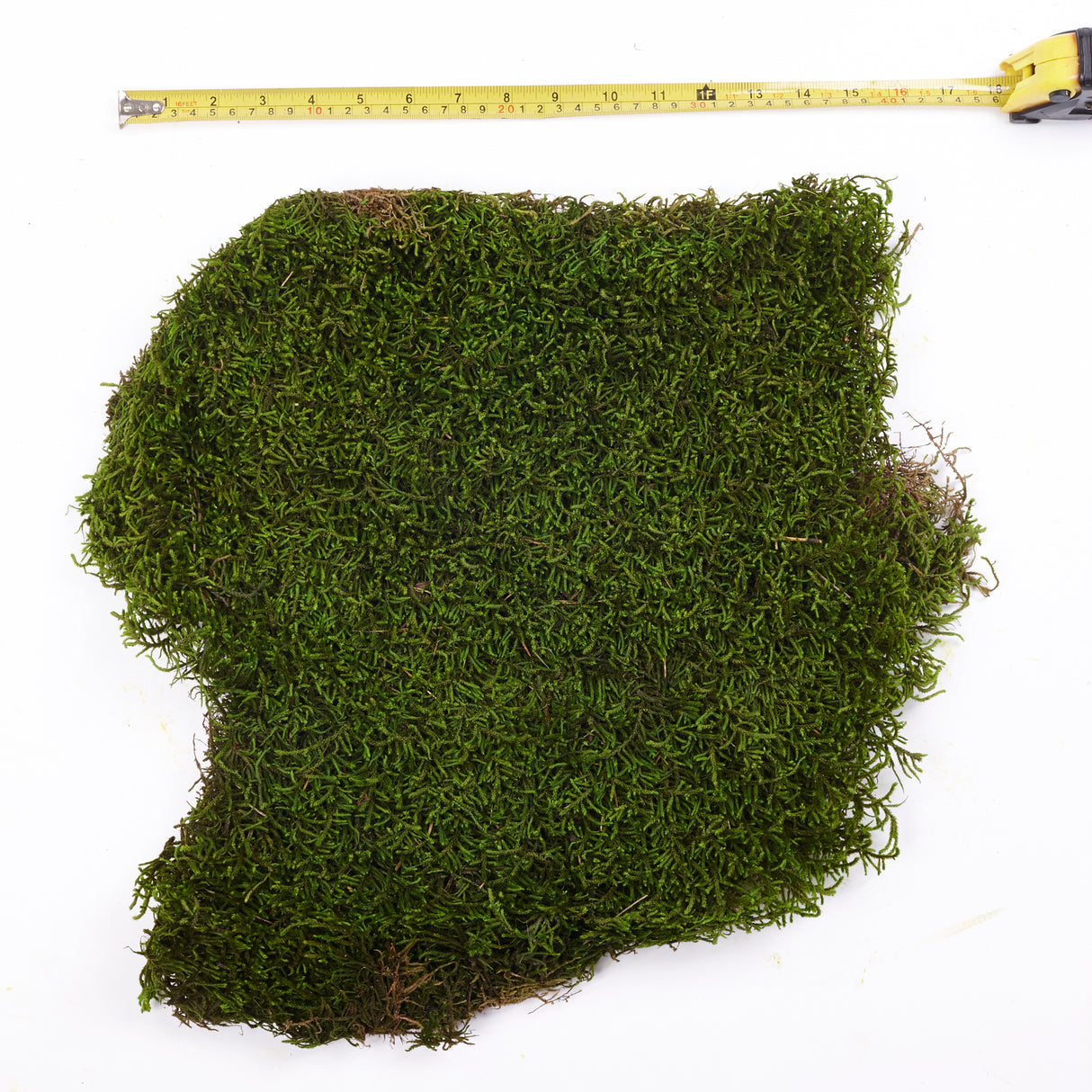 Long Moss, Preserved, Nature Green, coverage 1.5m2