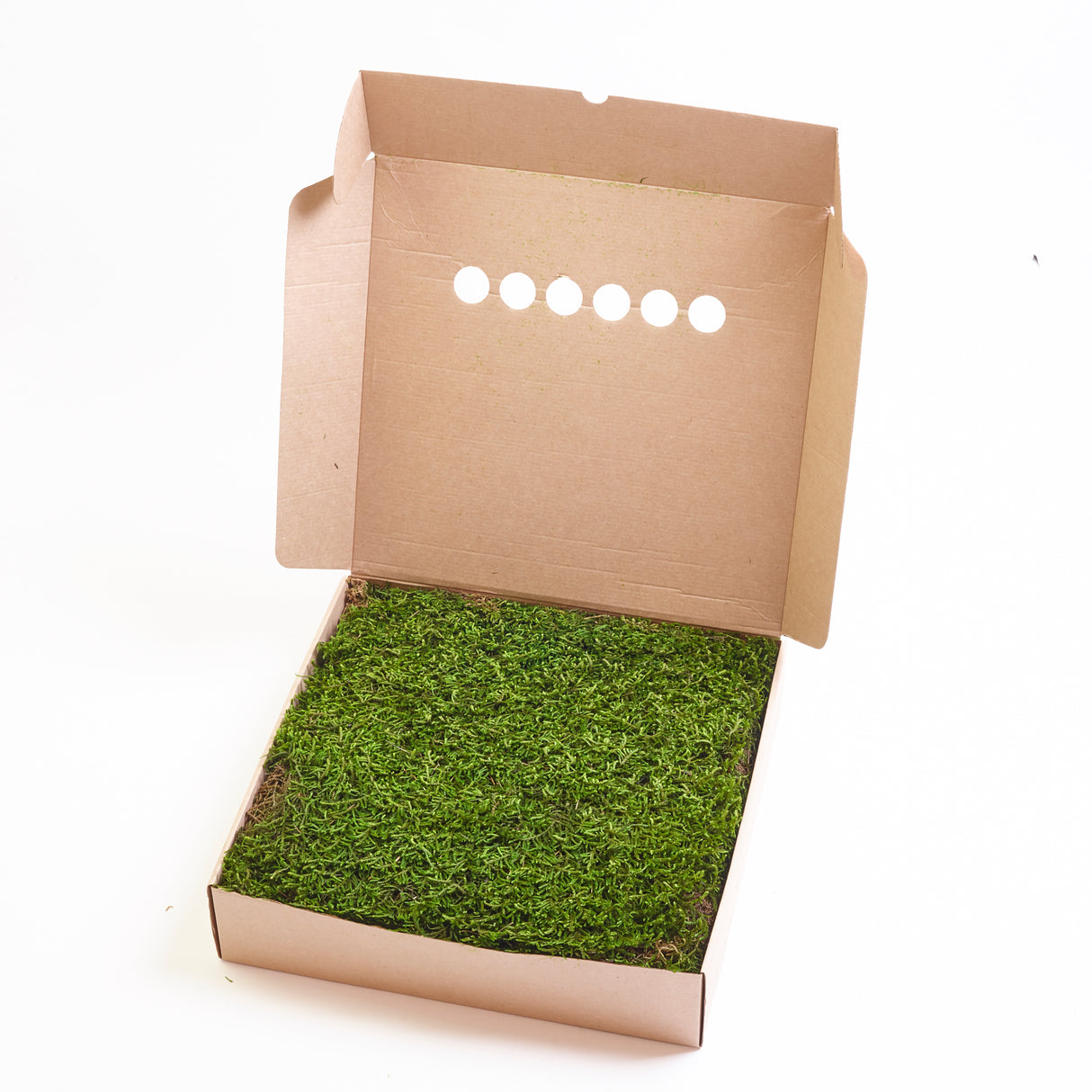 Long Moss, Preserved, Nature Green, coverage 0.33m2