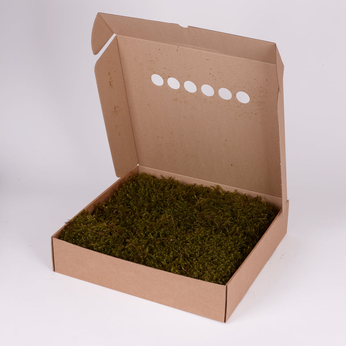 Star Moss, Preserved, Green, Window Box