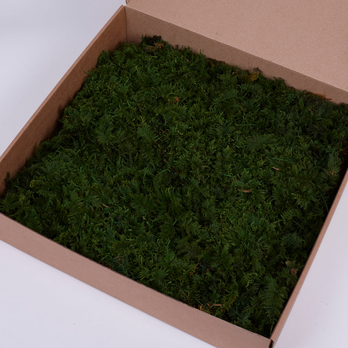 Fern Moss, Preserved, Nature Green, Window Box