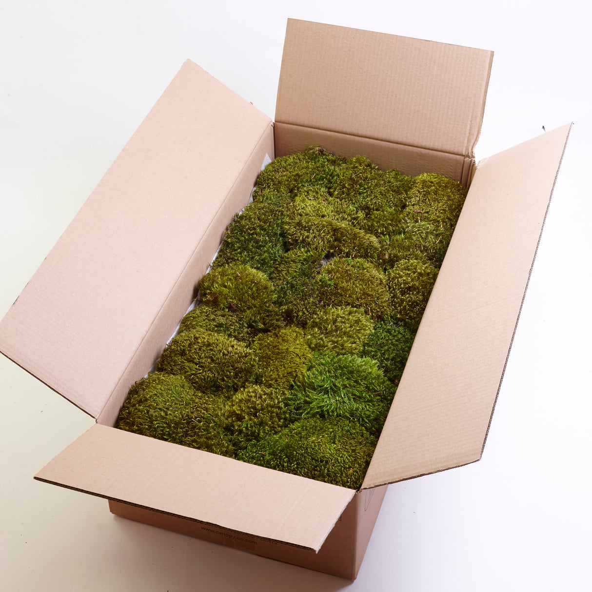 Hair Moss, Preserved, Light Green, coverage 1m2