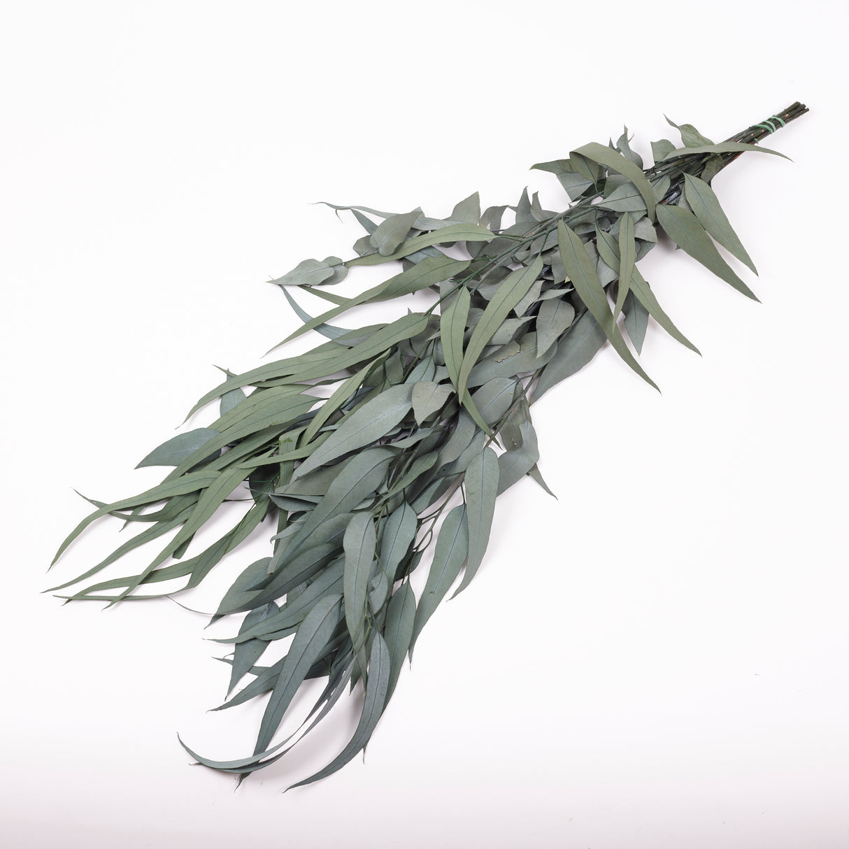 Eucalyptus Exotica, Preserved, Green, 150g Bunch