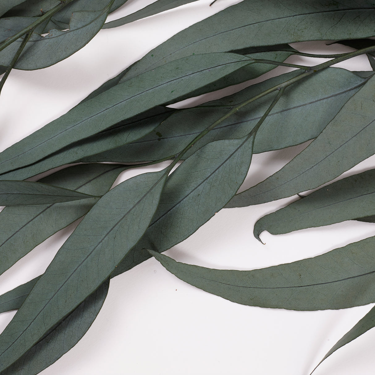 Eucalyptus Exotica, Preserved, Green, 150g Bunch