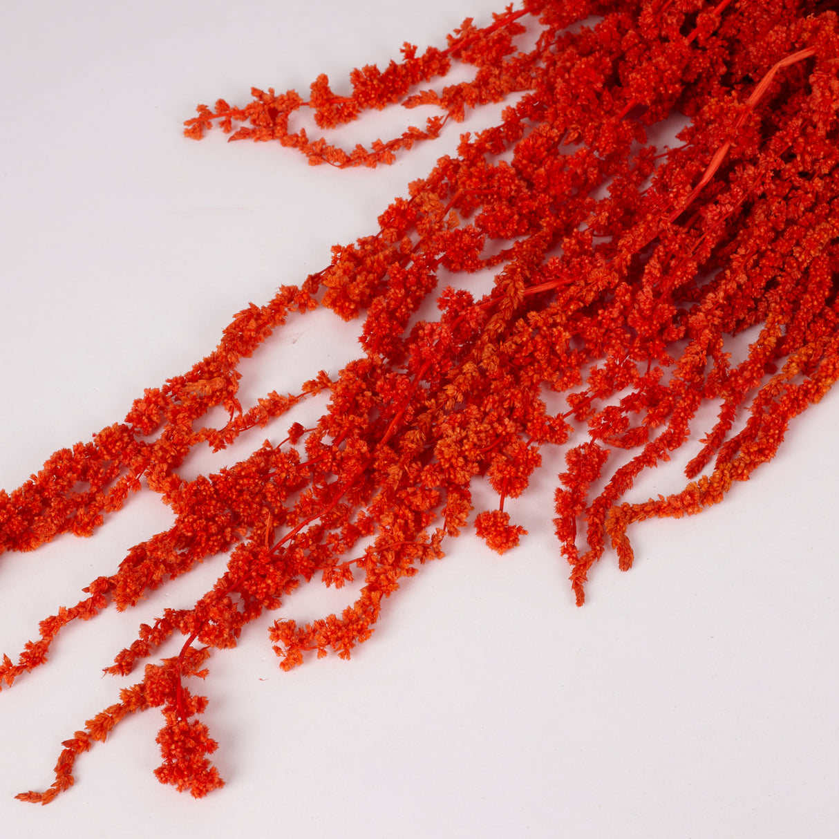 Amaranthus trailing, Preserved, Burnt Orange, 150g bunch
