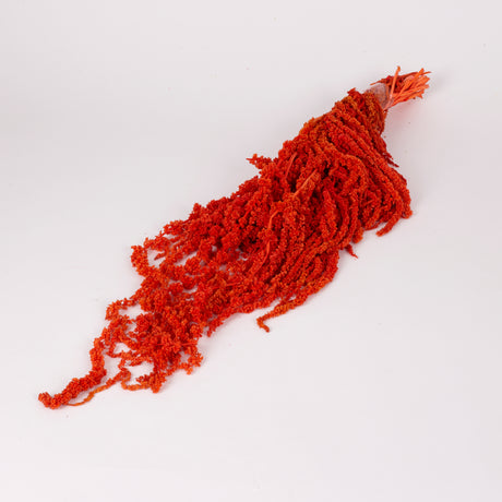 Amaranthus trailing, Preserved, Burnt Orange, 150g bunch