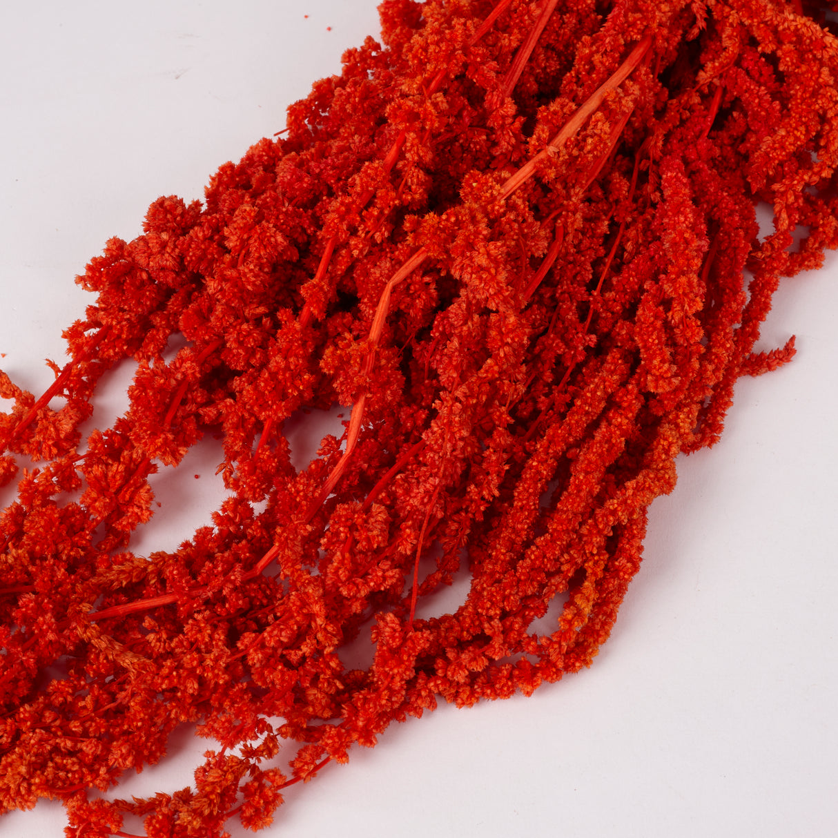 Amaranthus trailing, Preserved, Burnt Orange, 150g bunch