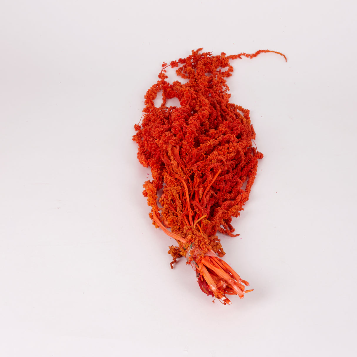Amaranthus trailing, Preserved, Burnt Orange, 150g bunch