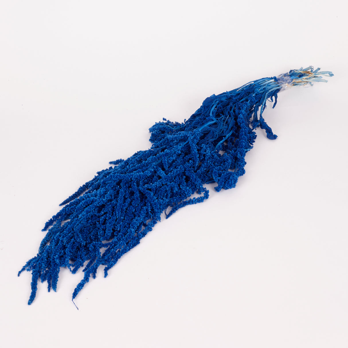 Amaranthus trailing, Preserved, Blue, 150g bunch