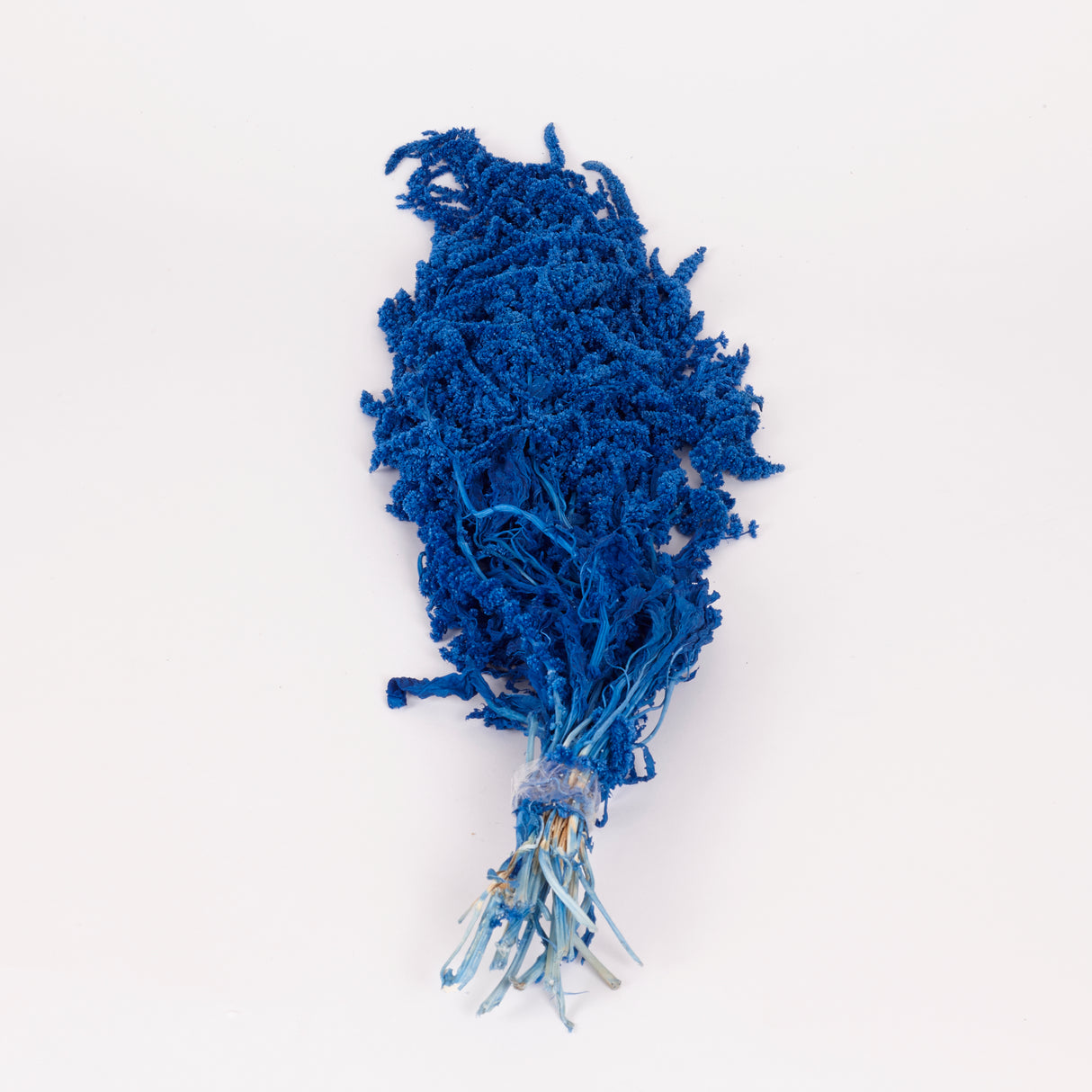 Amaranthus trailing, Preserved, Blue, 150g bunch