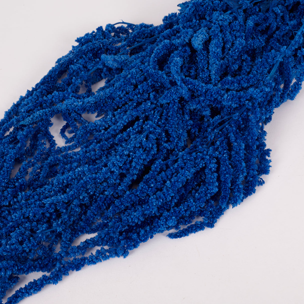 Amaranthus trailing, Preserved, Blue, 150g bunch